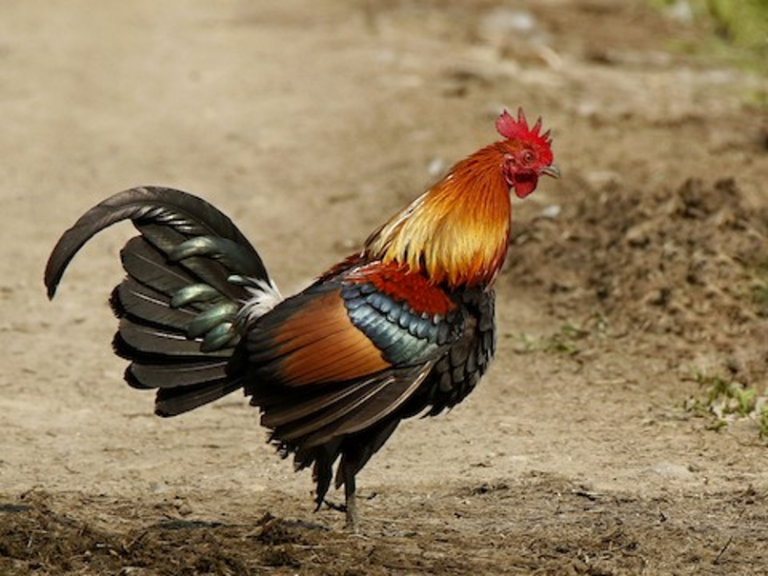 Red Junglefowl birdfinding.info
