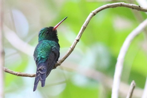 Cozumel Emerald Birdfinding Info