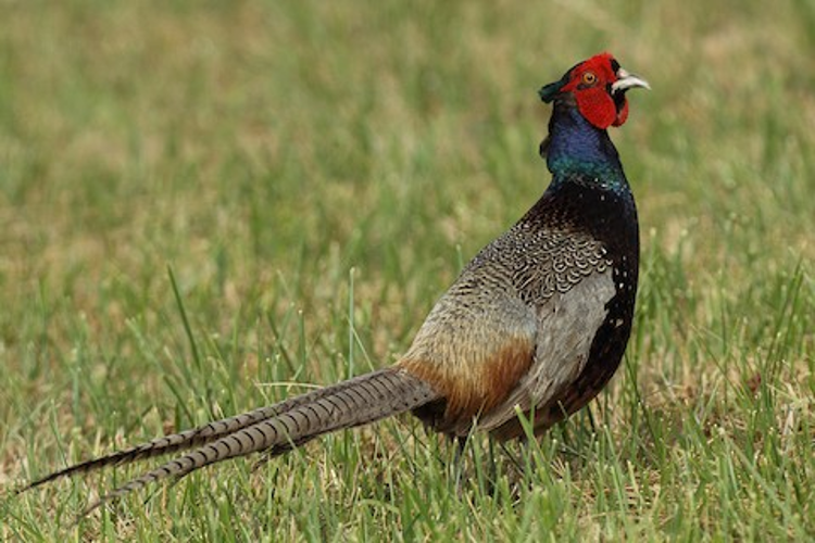 Green Pheasant – birdfinding.info