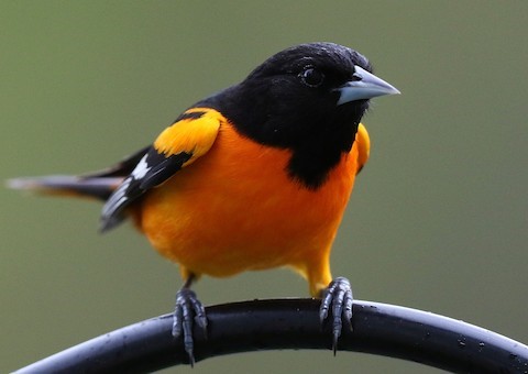 Baltimore Oriole – birdfinding.info